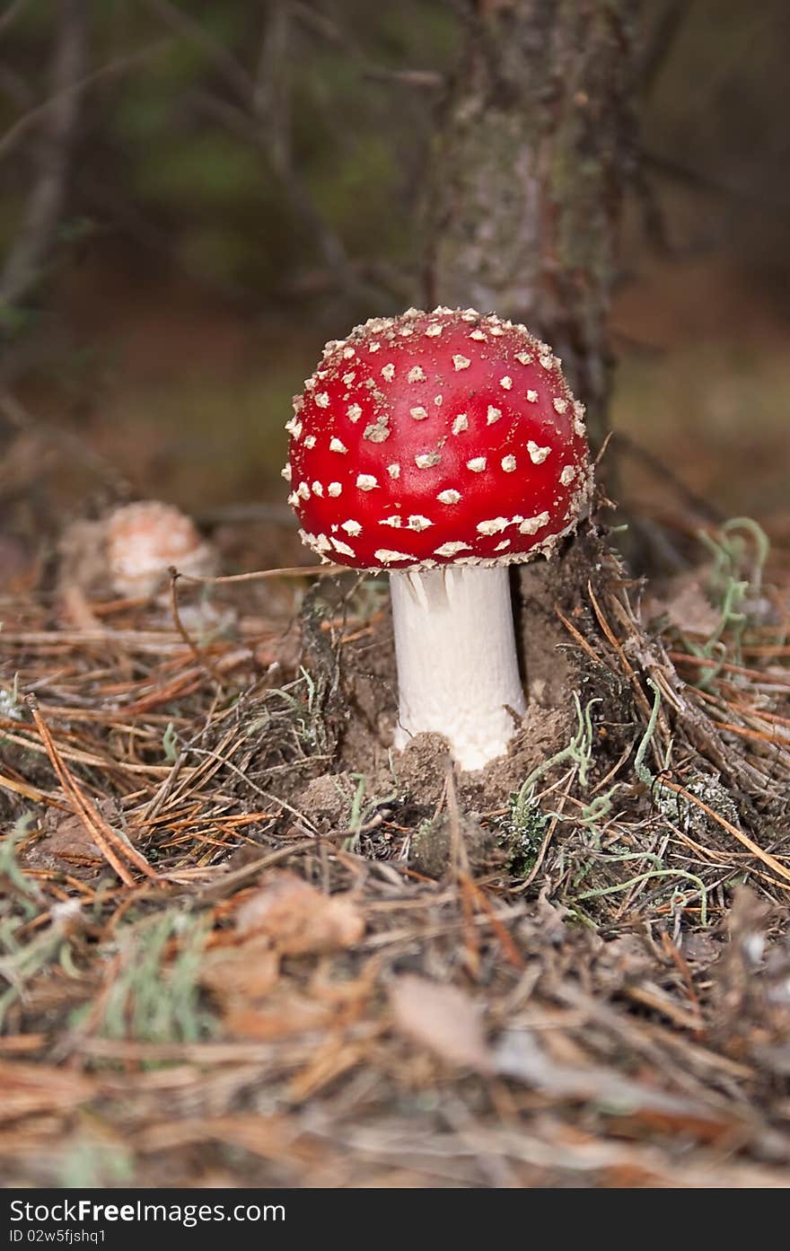 The poisonous mushroom in autumn. The poisonous mushroom in autumn