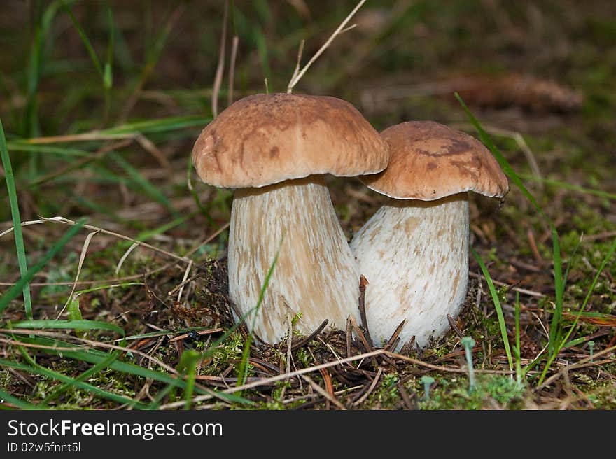 Steinpilz (Boletus Edulis)