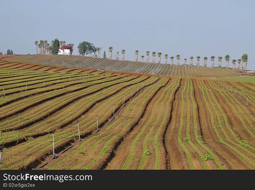 Watering plantlet first sprout is on furrow to plow field