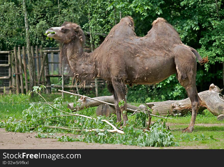 Camel eating grass in zoo