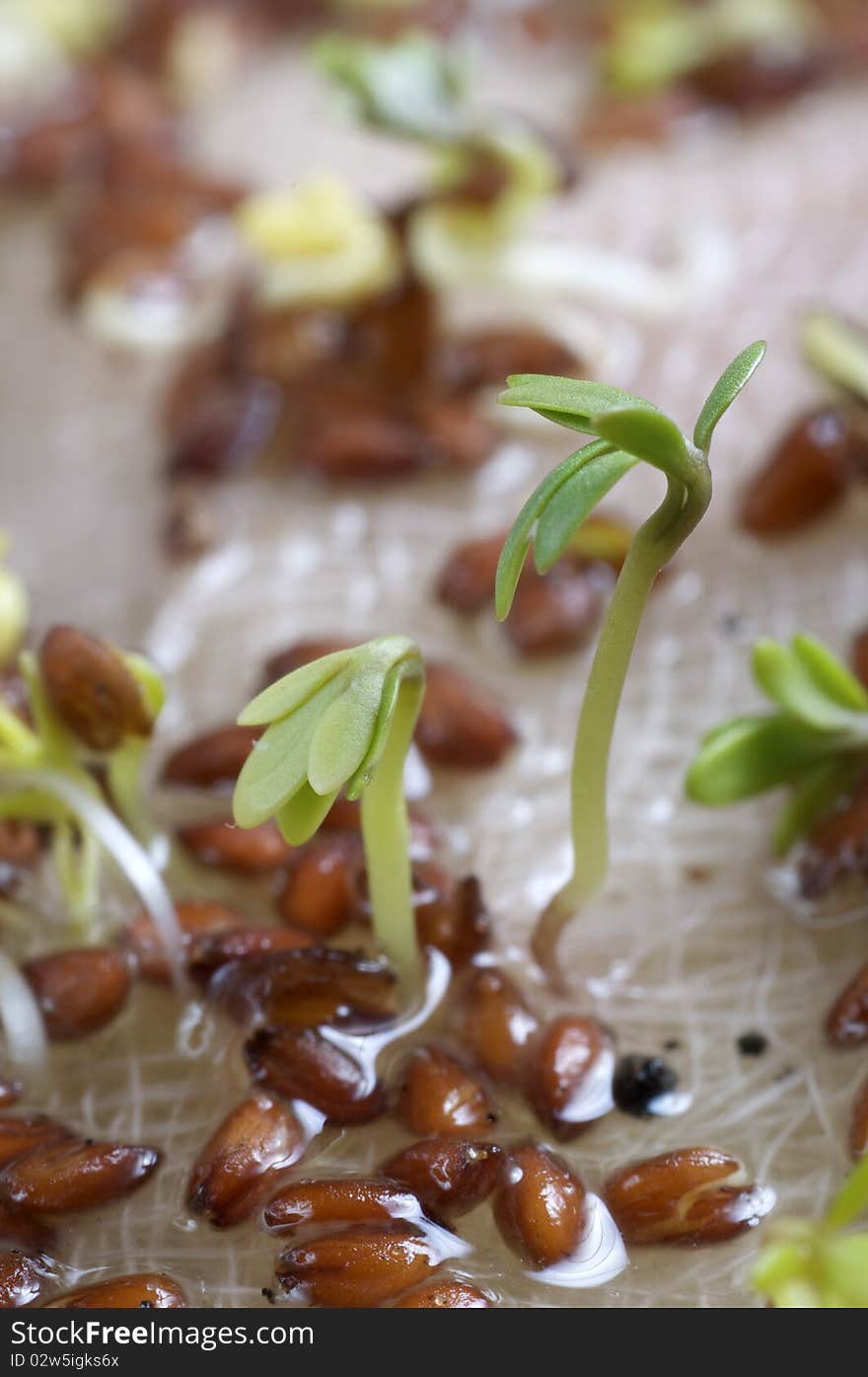 macro photo of germinating seedlings. macro photo of germinating seedlings