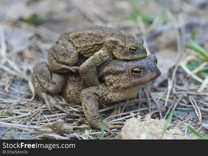 Toad (bufo, bufo)