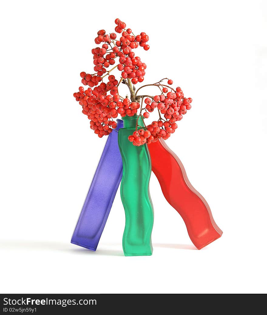 Still life with red natural rowan on a white background