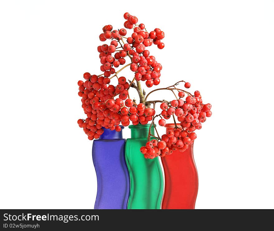 Still life with red natural rowan on a white background