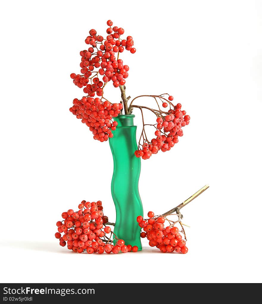 Still life with red natural rowan on a white background