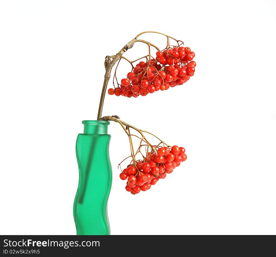 Still life with red natural rowan on a white background