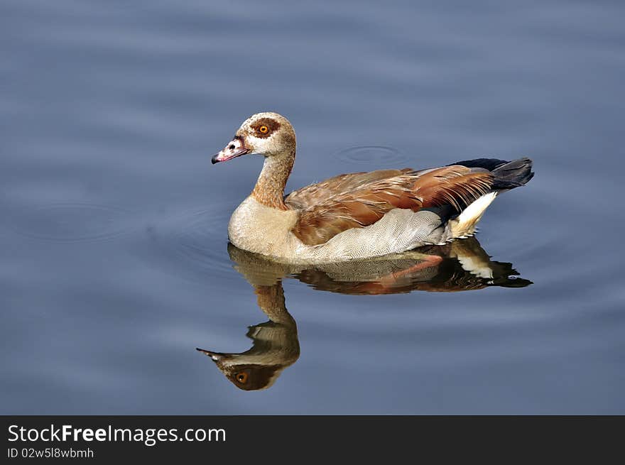 Egyptian Goose