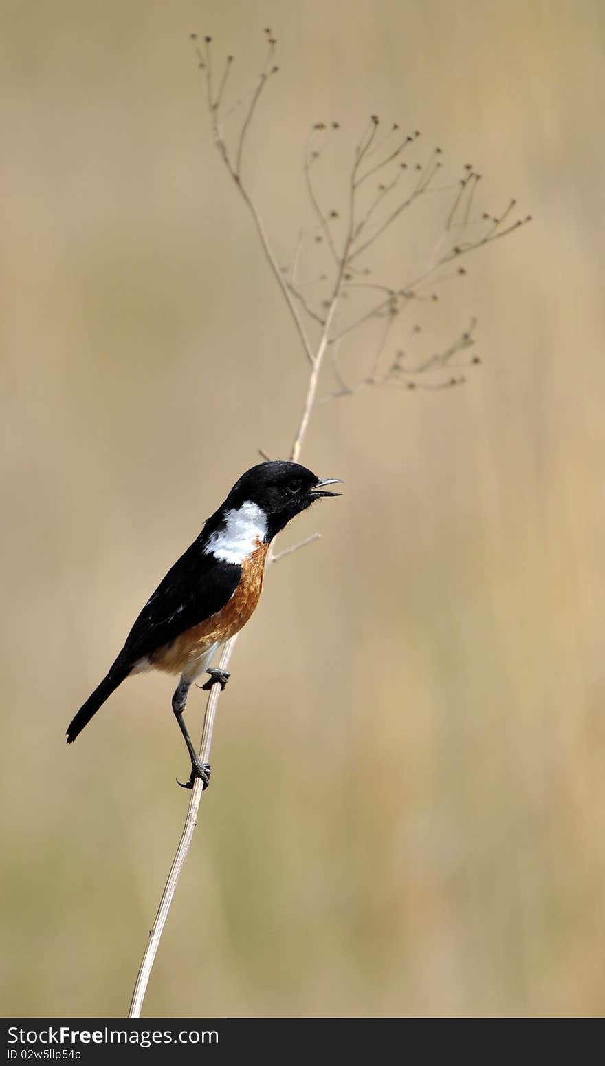 Stonechat