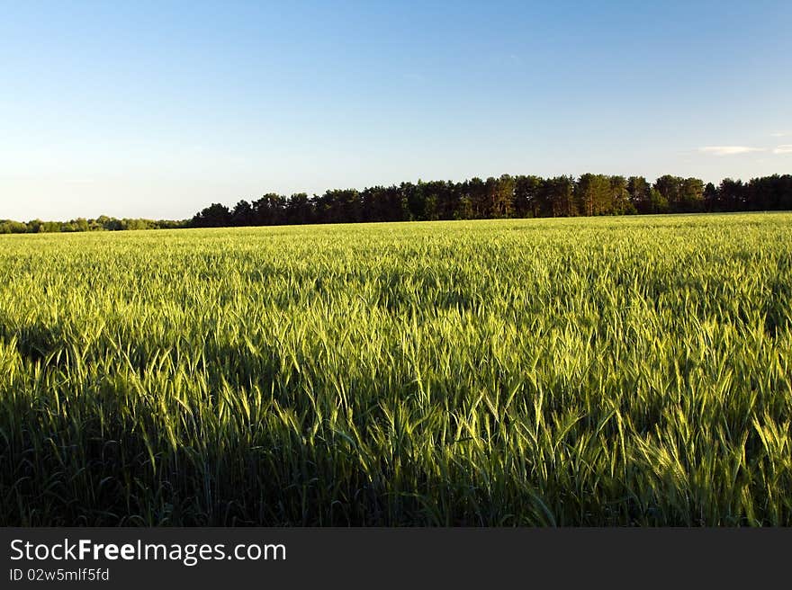 Field on which still unripe green wheat grows. Field on which still unripe green wheat grows