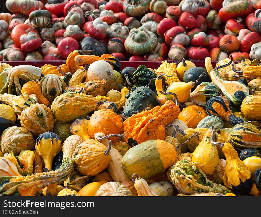 Assortment of colorful harvest of squash at a market. Assortment of colorful harvest of squash at a market