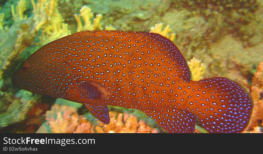 Red fish with coral in sea