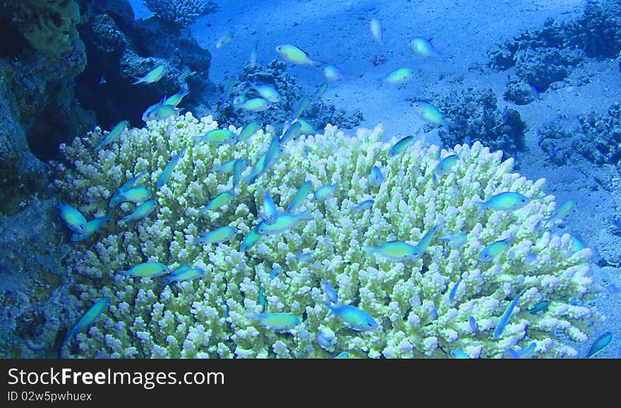 Neon fish with coral in sea