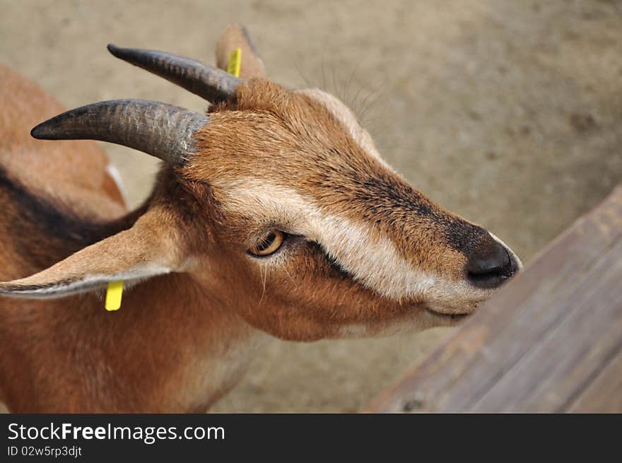 Animal goat