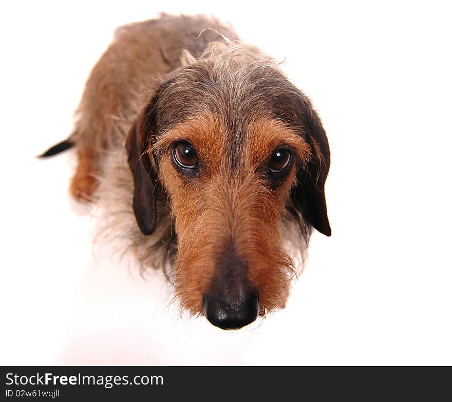 Dachshund close up studio photography. Dachshund close up studio photography