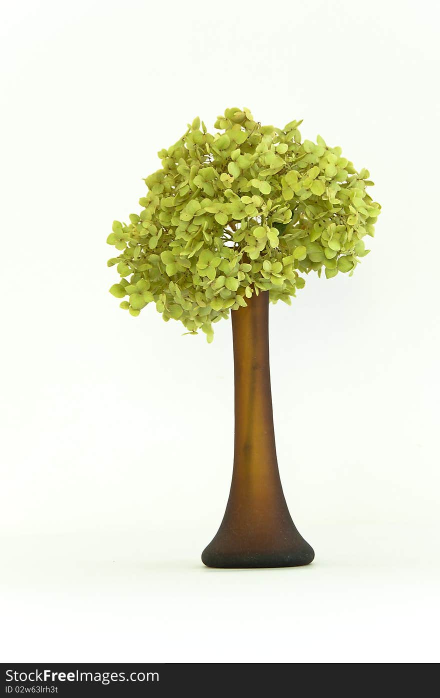 Delicate dried green hortensia (hydrangea) flowers in brown glass vase on isolating background