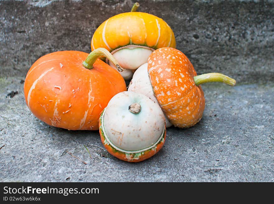 Four decorative pumpkins (Cucurbita pepo) with orange and yellow tops on concrete background