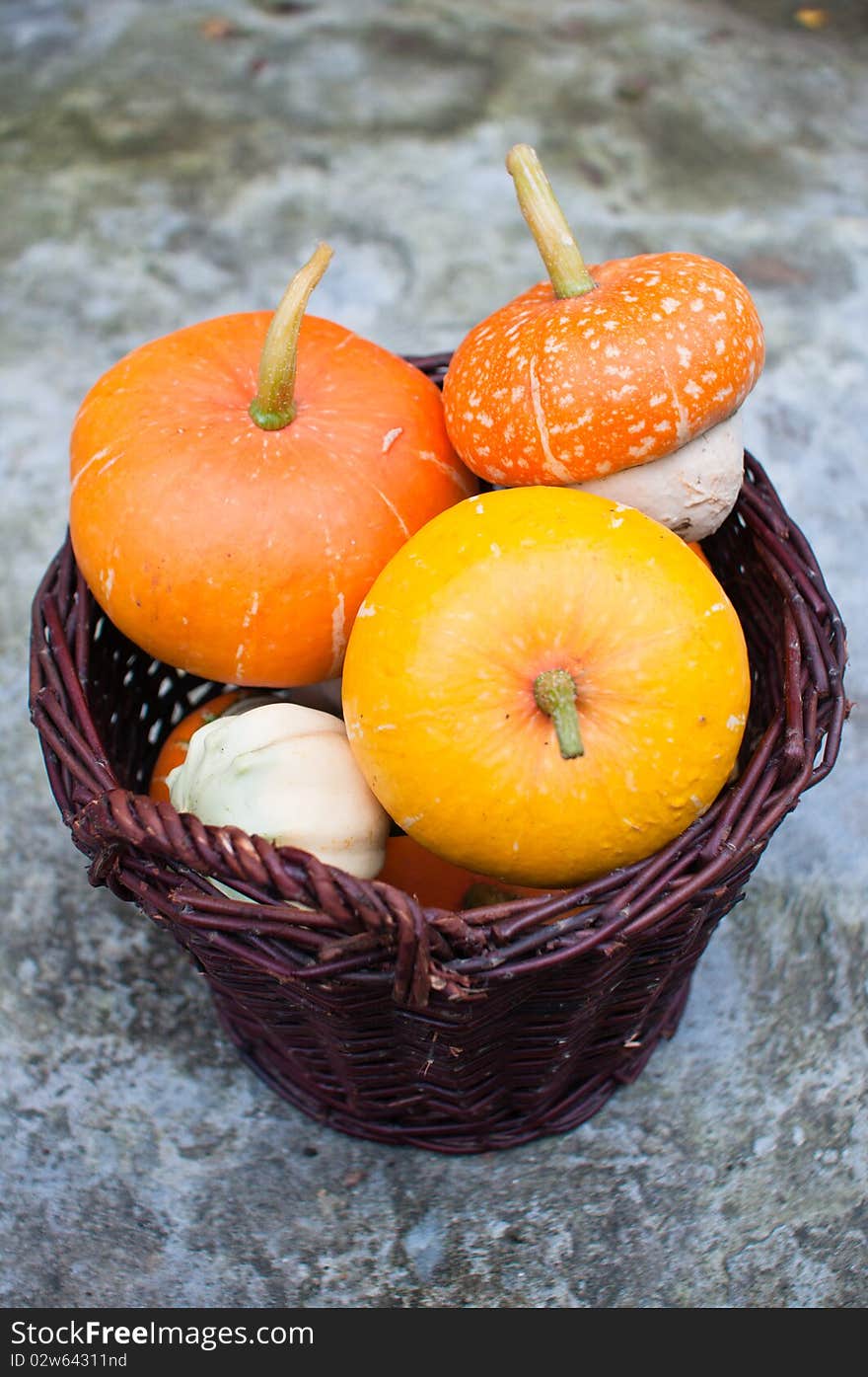 Wicker basket full of decorative pumpkins (Cucurbita pepo) with orange and yellow tops and interesting shapes. Wicker basket full of decorative pumpkins (Cucurbita pepo) with orange and yellow tops and interesting shapes