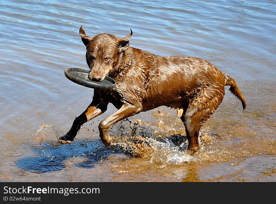 A fun loving chocolate lab playing in the water with a frisbee. A fun loving chocolate lab playing in the water with a frisbee