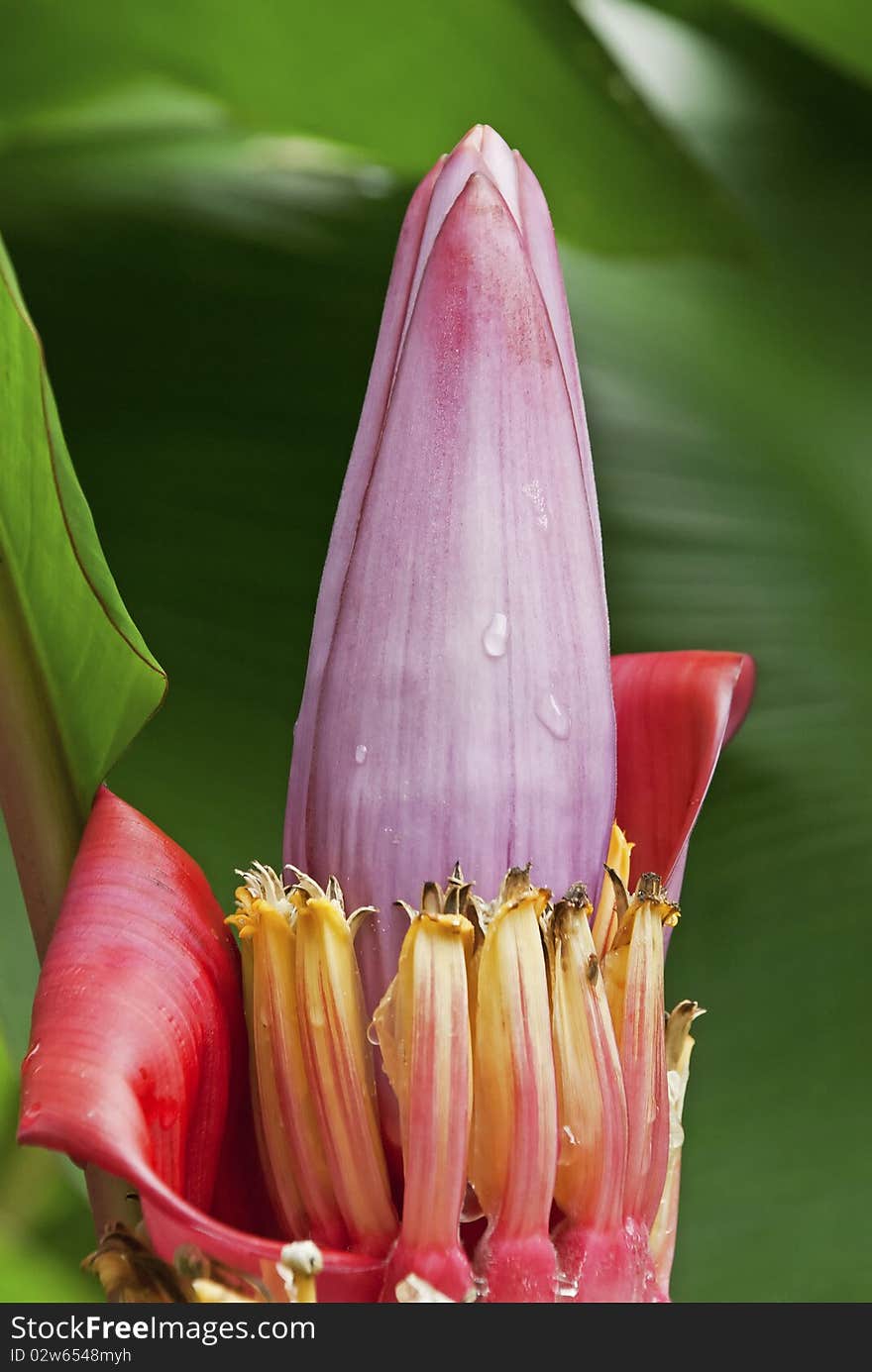 Flower of a banana tree