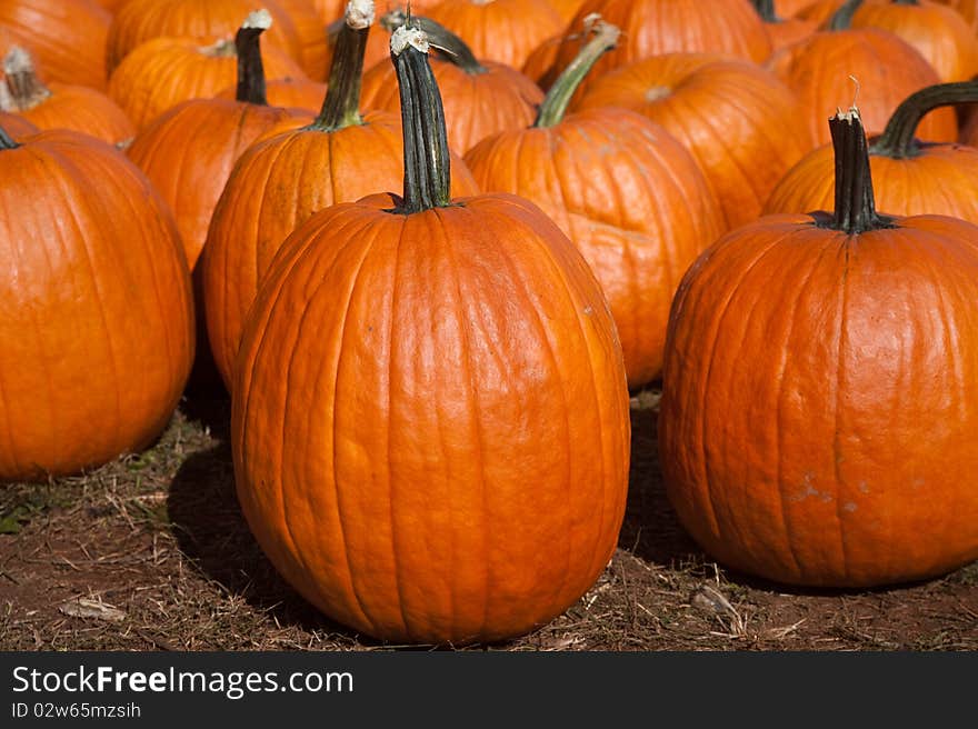 A photo of several pumpkins at a farm on a sunny autumn day.