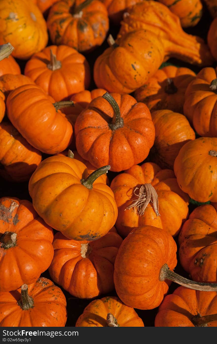 A photo of a pile of mini pumpkins at a farm on a sunny autumn day.