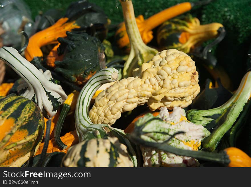 Yellow gourd on top of several other gourds