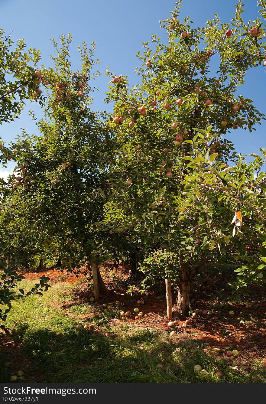 Rows of ripe red apple trees in an orchard. Rows of ripe red apple trees in an orchard