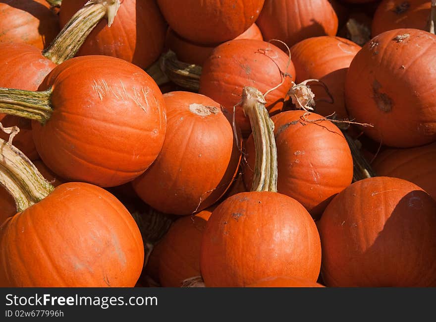 A photo of several pie pumpkins at a farm on a sunny autumn day.