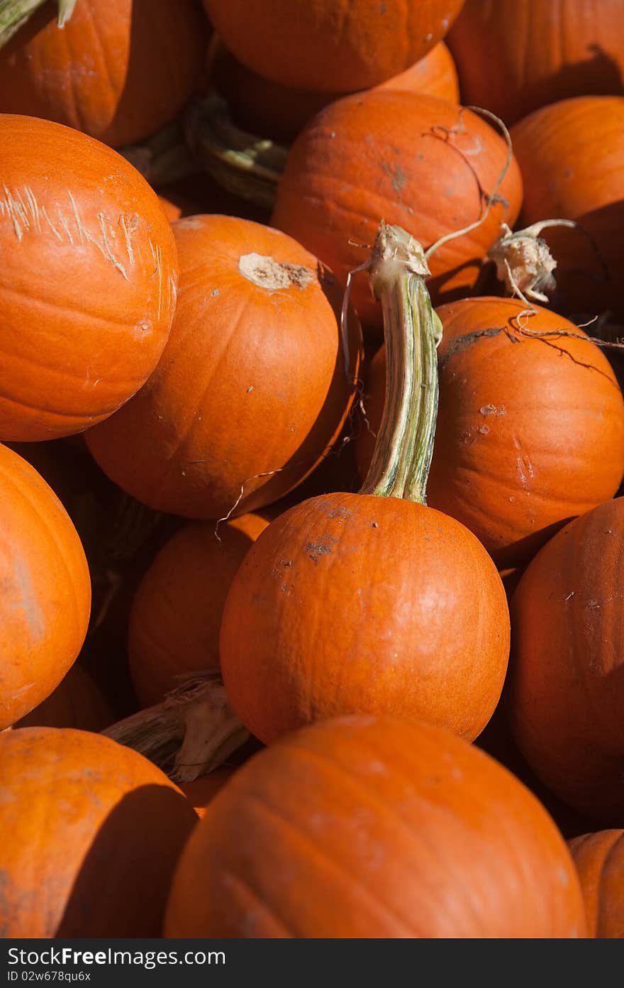 A photo of several pie pumpkins at a farm on a sunny autumn day.