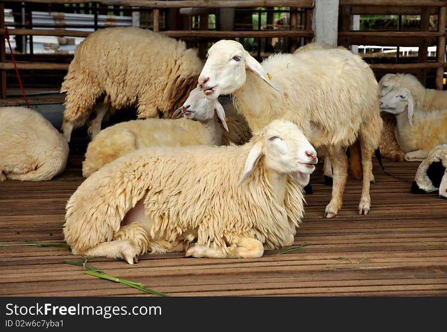 Sheep on the farm A sheep hybrid. Sheep on the farm A sheep hybrid.