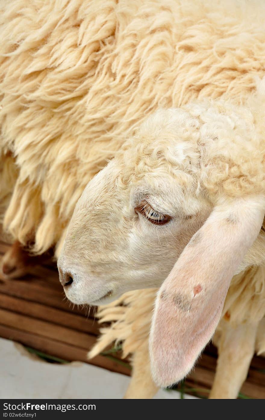 Sheep on the farm A sheep hybrid. Sheep on the farm A sheep hybrid.