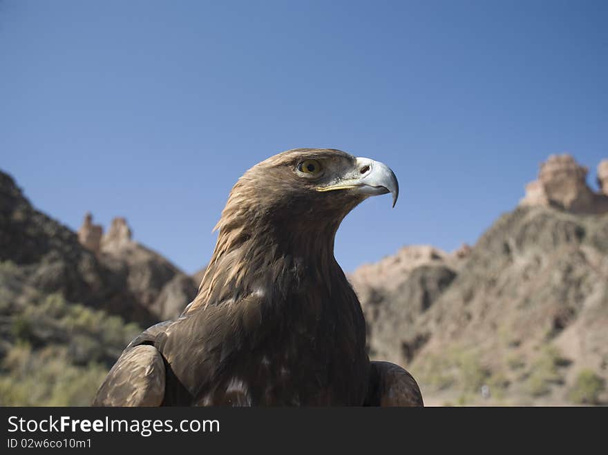 Eagle in mountains of Kazakhstan.