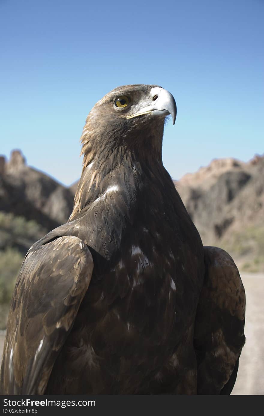 Eagle in mountains