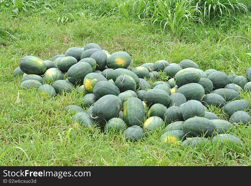 Watermelon Farm Green Group Grass