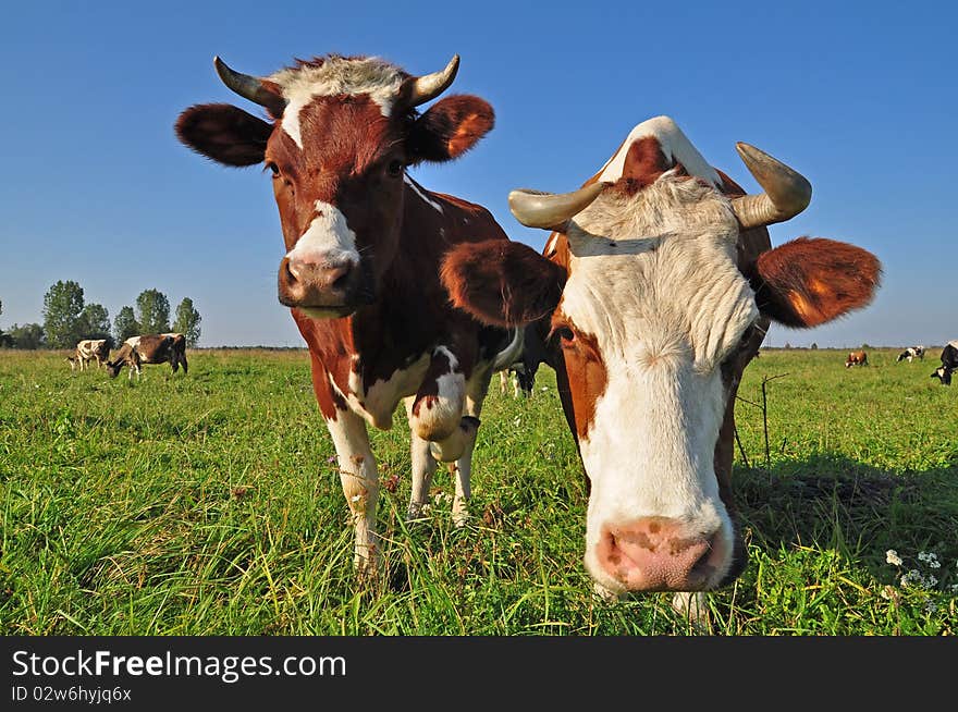 Cows on a summer pasture.