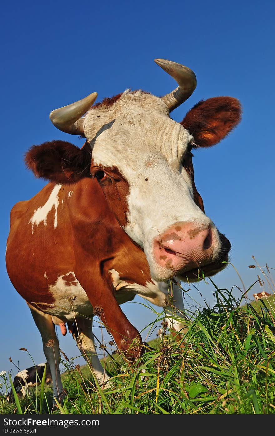 Cow on a summer pasture.