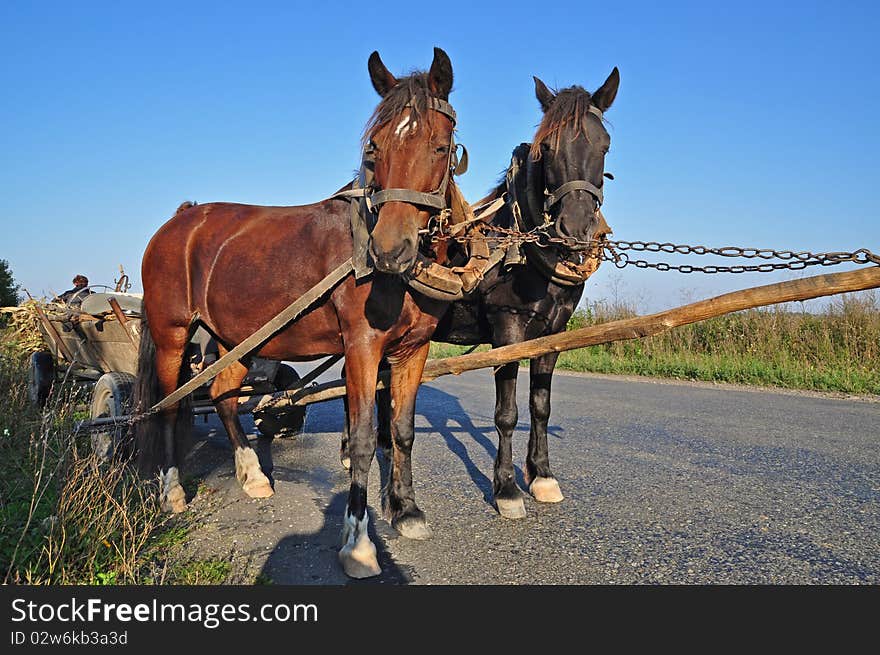 Two horses in one team in a summer rural landscape. Two horses in one team in a summer rural landscape.