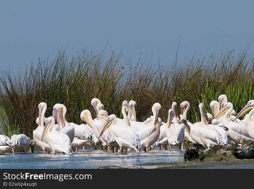 White Pelicans Colony