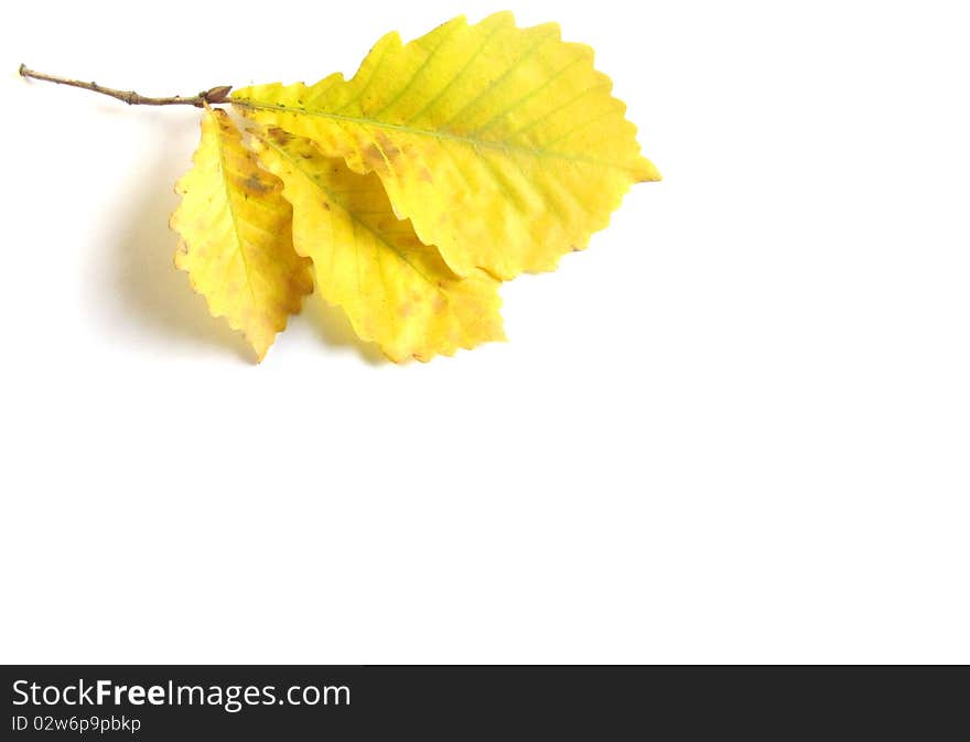 Yellow autumn leaves on a white background. Yellow autumn leaves on a white background