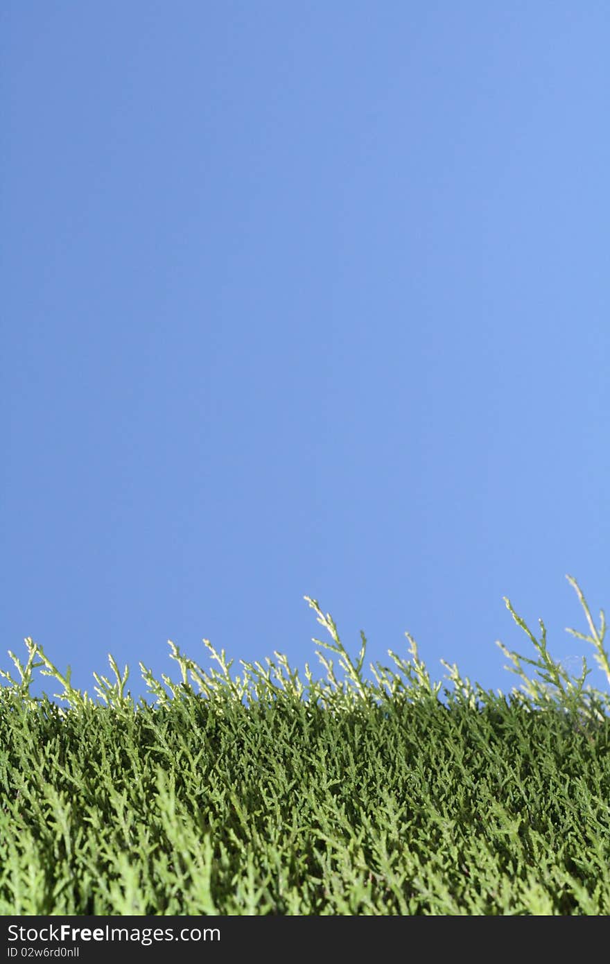 Green Grass And Blue Sky