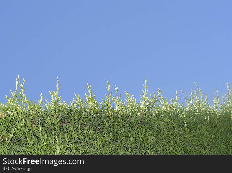 Green Grass And Blue Sky