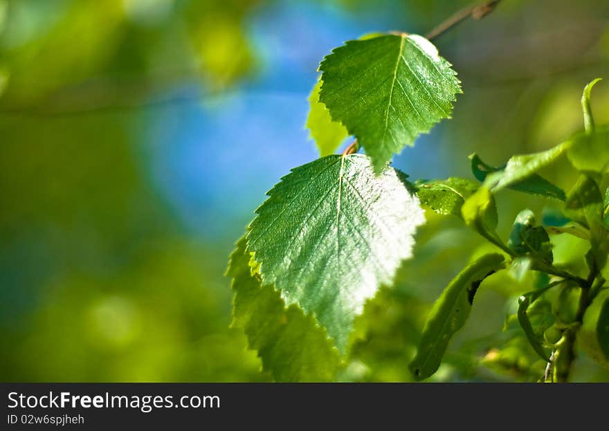 Green leaves of the tree. Macro