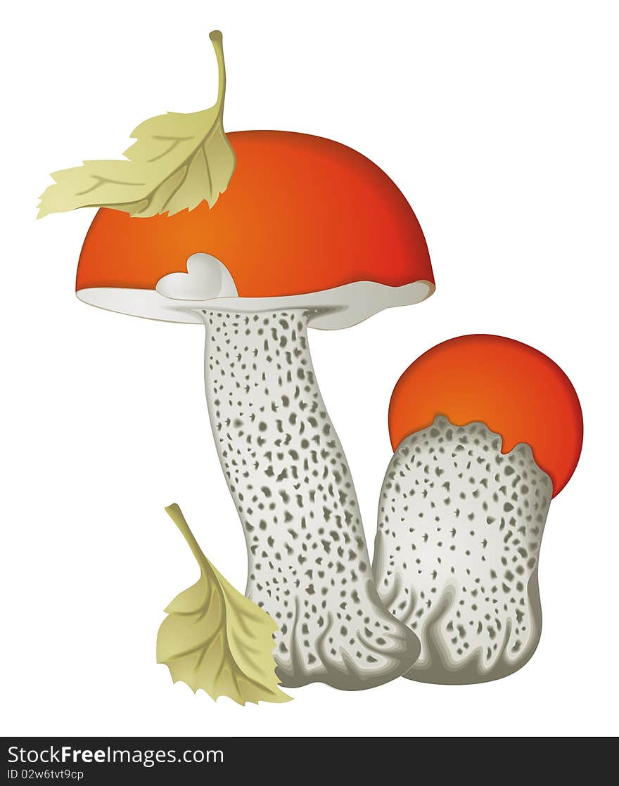 Vector illustration of two Mushrooms. Vector illustration of two Mushrooms