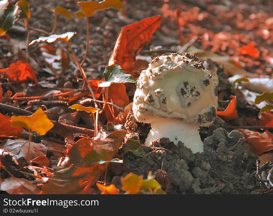 White Mushroom