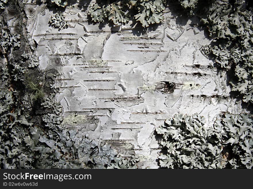 Background of birch bark closeup