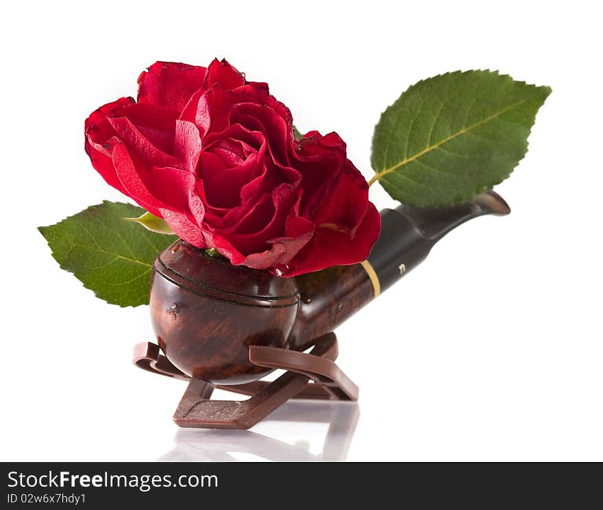 Rose and the pipe on a white background. Rose and the pipe on a white background