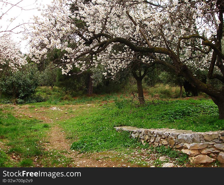 A beautiful almond tree blossomimg in the countryside of a small village in Bulgaria in the beginning f the spring