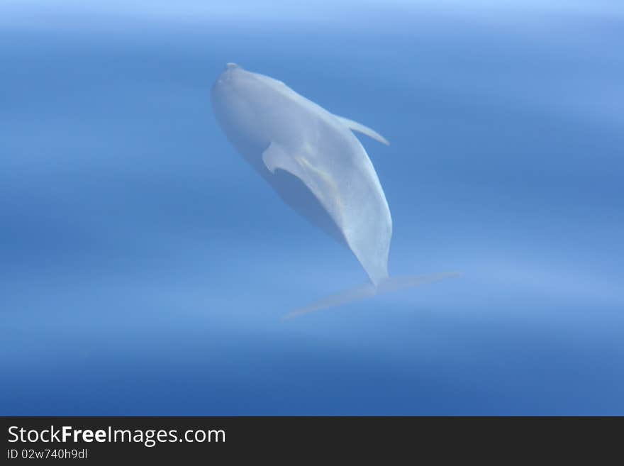 Wild dolphin swiming in the ocean