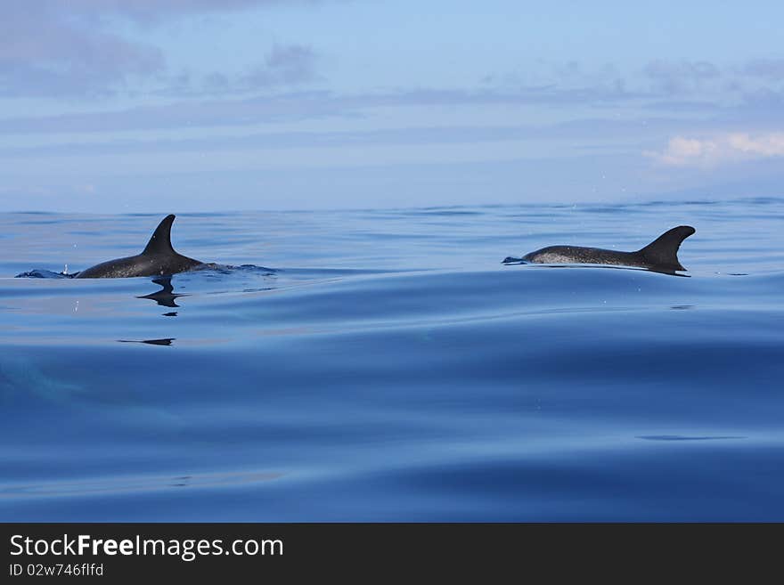 Wild dolphin swiming in the ocean