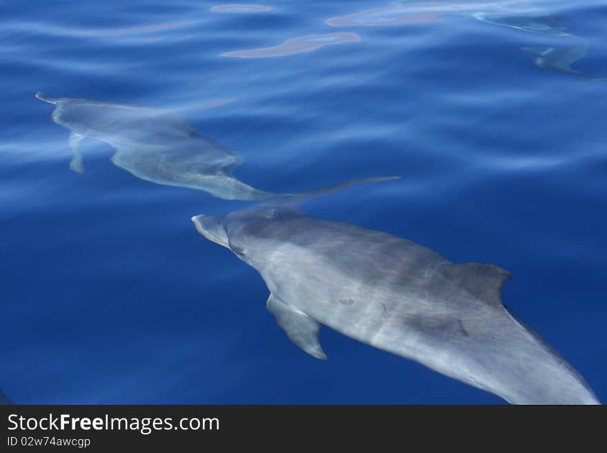 Wild dolphin swiming in the ocean